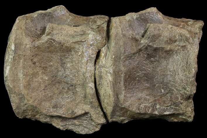 Mosasaur (Tylosaurus) Vertebra - Kansas #69406